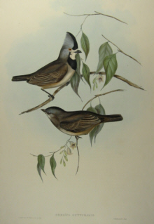 John Gould's Birds of Australia